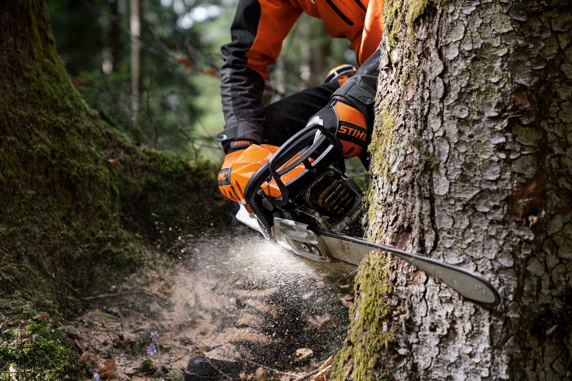 En man i skyddsutrustning bearbetar ett träd med en STIHL bensinmotorsåg MS 400 C-M med magnesiumkolv.